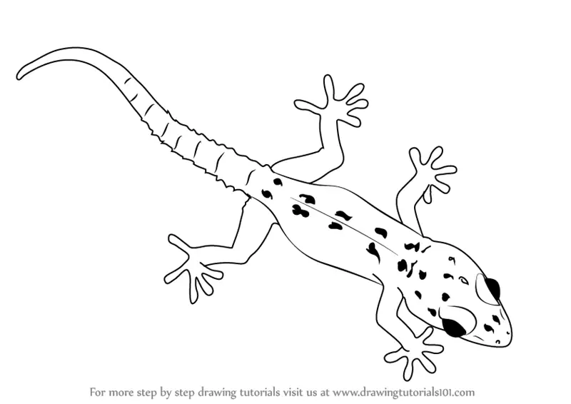 Learn How to Draw a Gecko (Lizards) Step by Step : Drawing Tutorials