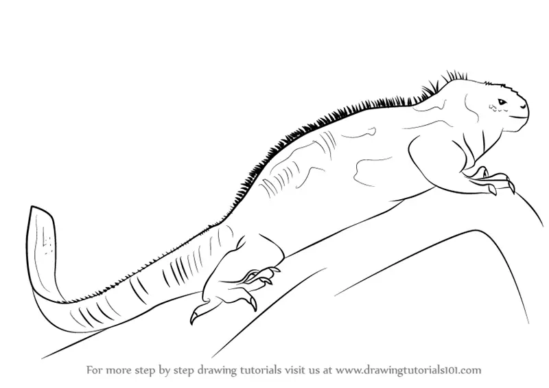 Learn How to Draw a Marine Iguana (Lizards) Step by Step : Drawing