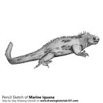 How to Draw a Marine Iguana