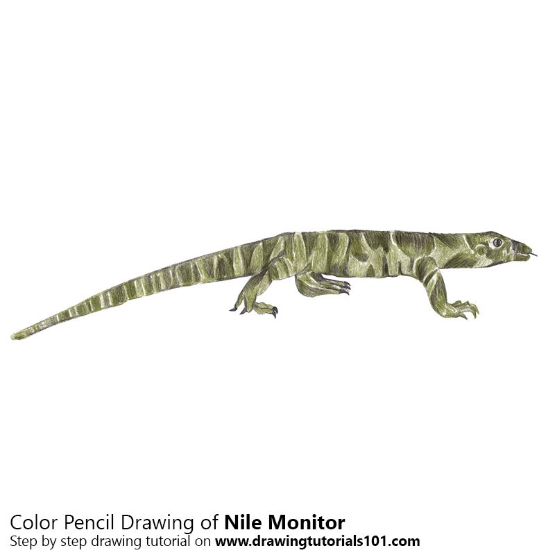 How to Draw a Nile Monitor by Color Pencils