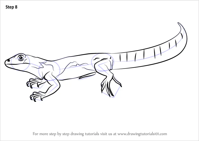 Learn How to Draw an Oaxacan Spiny-Tailed Iguana (Lizards) Step by Step