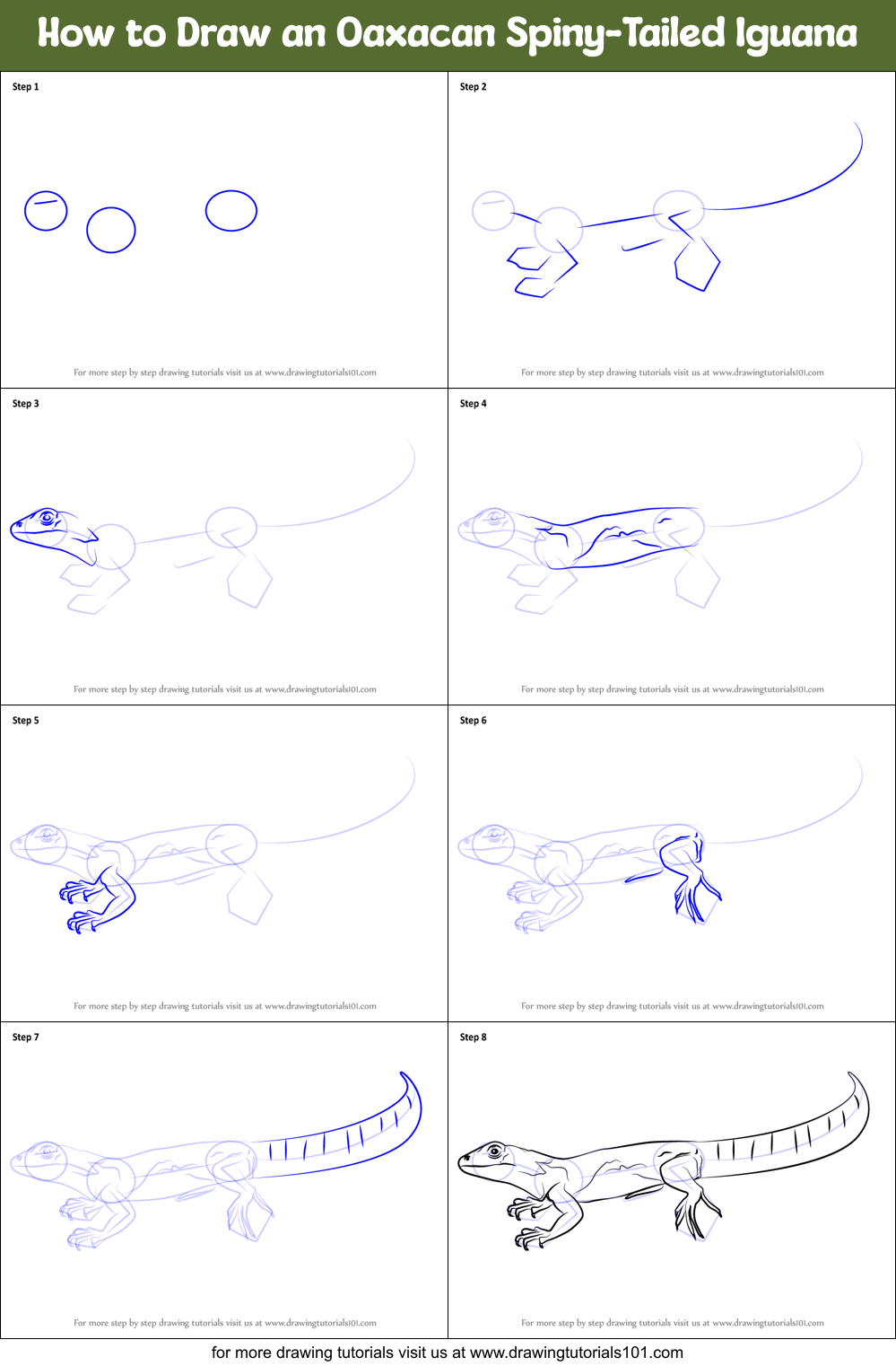How to Draw an Oaxacan Spiny-Tailed Iguana Printable Step by Step