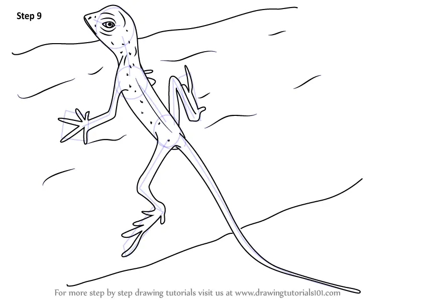 Learn How to Draw a Sri Lankan Kangaroo Lizard Lizards 