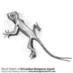 How to Draw a Sri Lankan Kangaroo Lizard