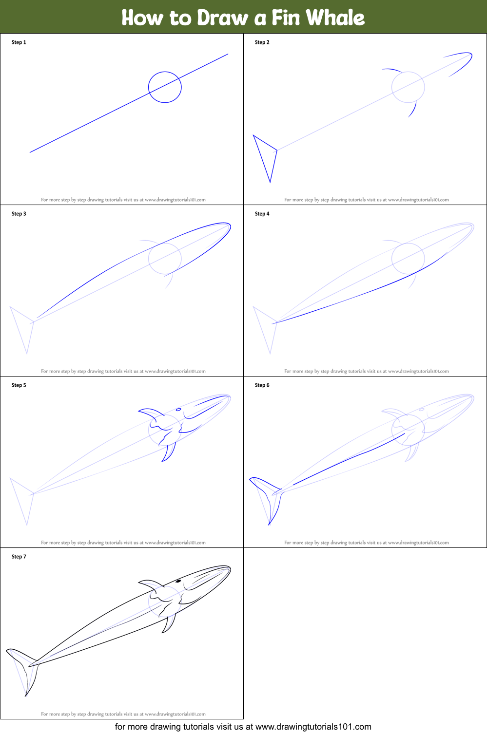 How to Draw a Fin Whale Printable Step by Step