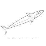 How to Draw a Fin Whale