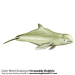 How to Draw a Irrawaddy Dolphin