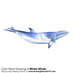 How to Draw a Minke Whale