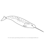 How to Draw a Narwhale