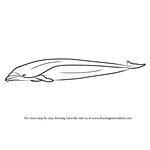 How to Draw a Right whale dolphin