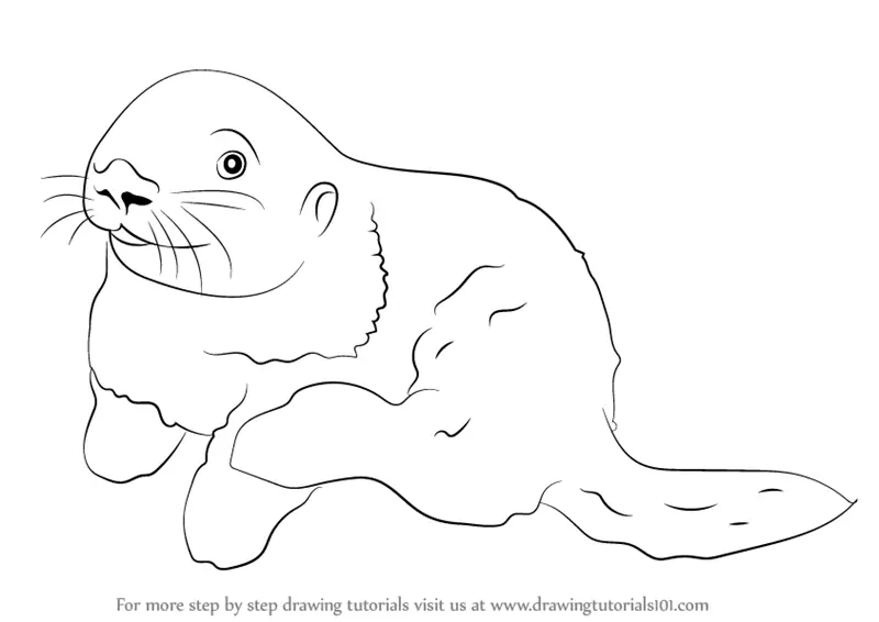 Learn How to Draw a Sea Otter (Marine Mammals) Step by Step : Drawing