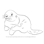 How to Draw a Sea Otter