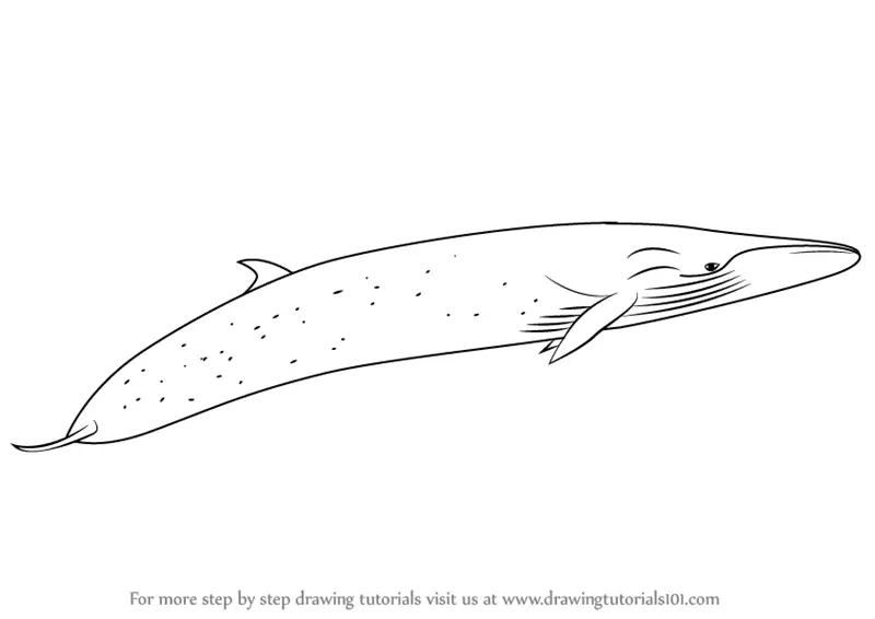 Download Learn How to Draw a Sei Whale (Marine Mammals) Step by ...