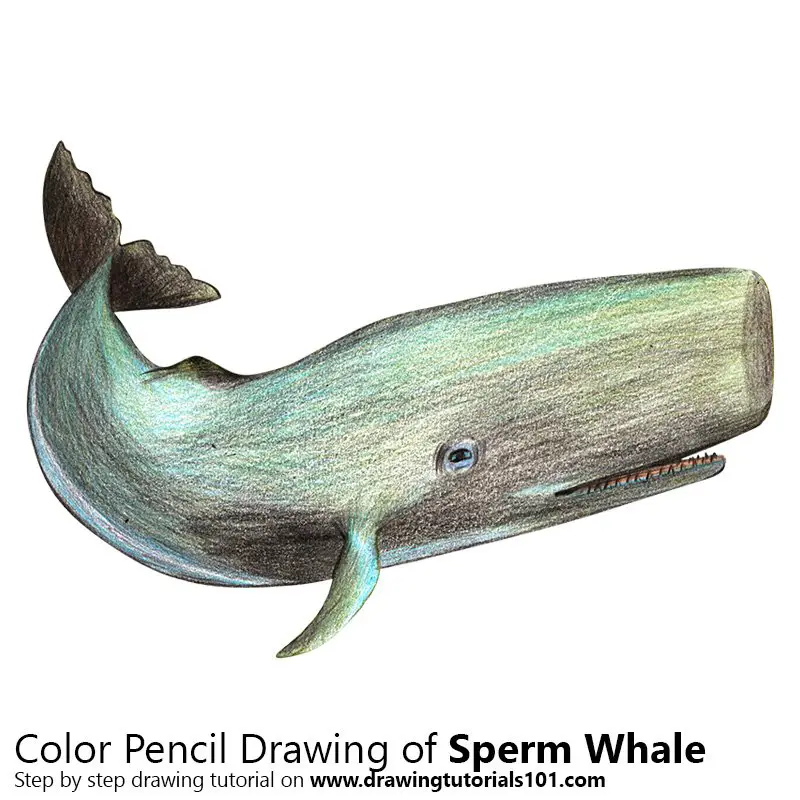 Sperm Whale Color Pencil Drawing