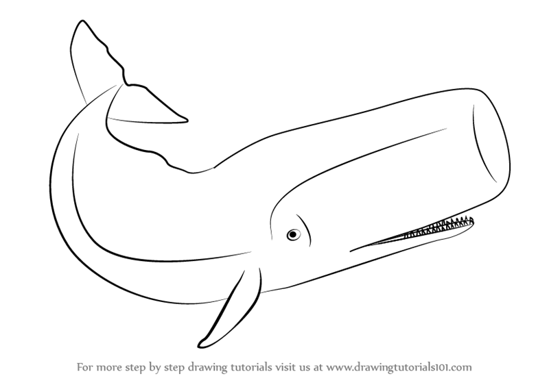 pilot whale drawing