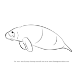 How to Draw a Sea Cow