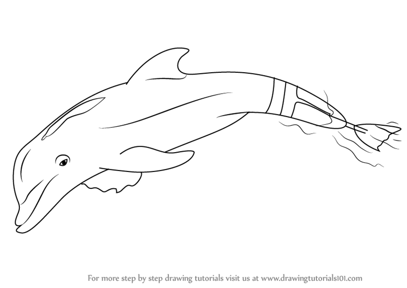 Learn How to Draw Winter the Dolphin (Marine Mammals) Step ...