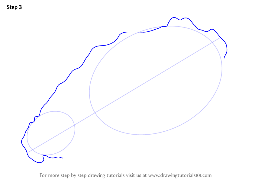 Learn How to Draw an Oyster (Mollusks) Step by Step : Drawing Tutorials