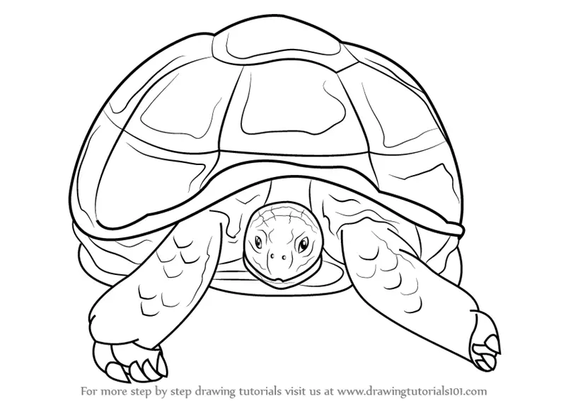 Learn How to Draw an African Spurred Tortoise Other
