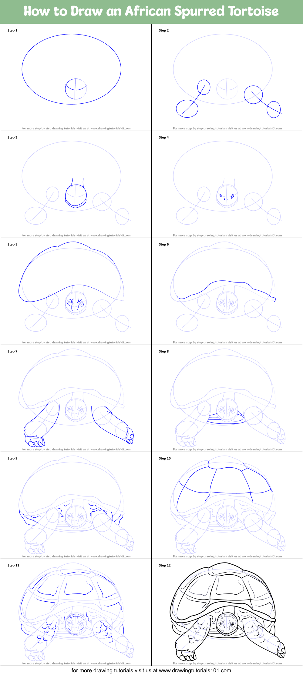 How to Draw an African Spurred Tortoise Printable Step by Step