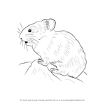 How to Draw an American pika