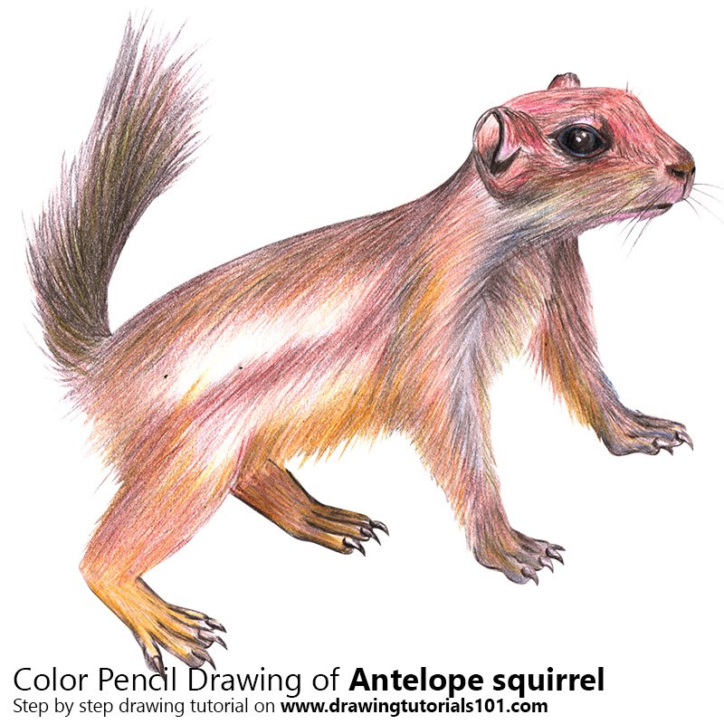 How to Draw an Antelope squirrel by Color Pencils