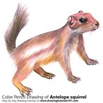 How to Draw an Antelope squirrel