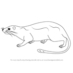 How to Draw an Arboreal Soft-furred Spiny-rat