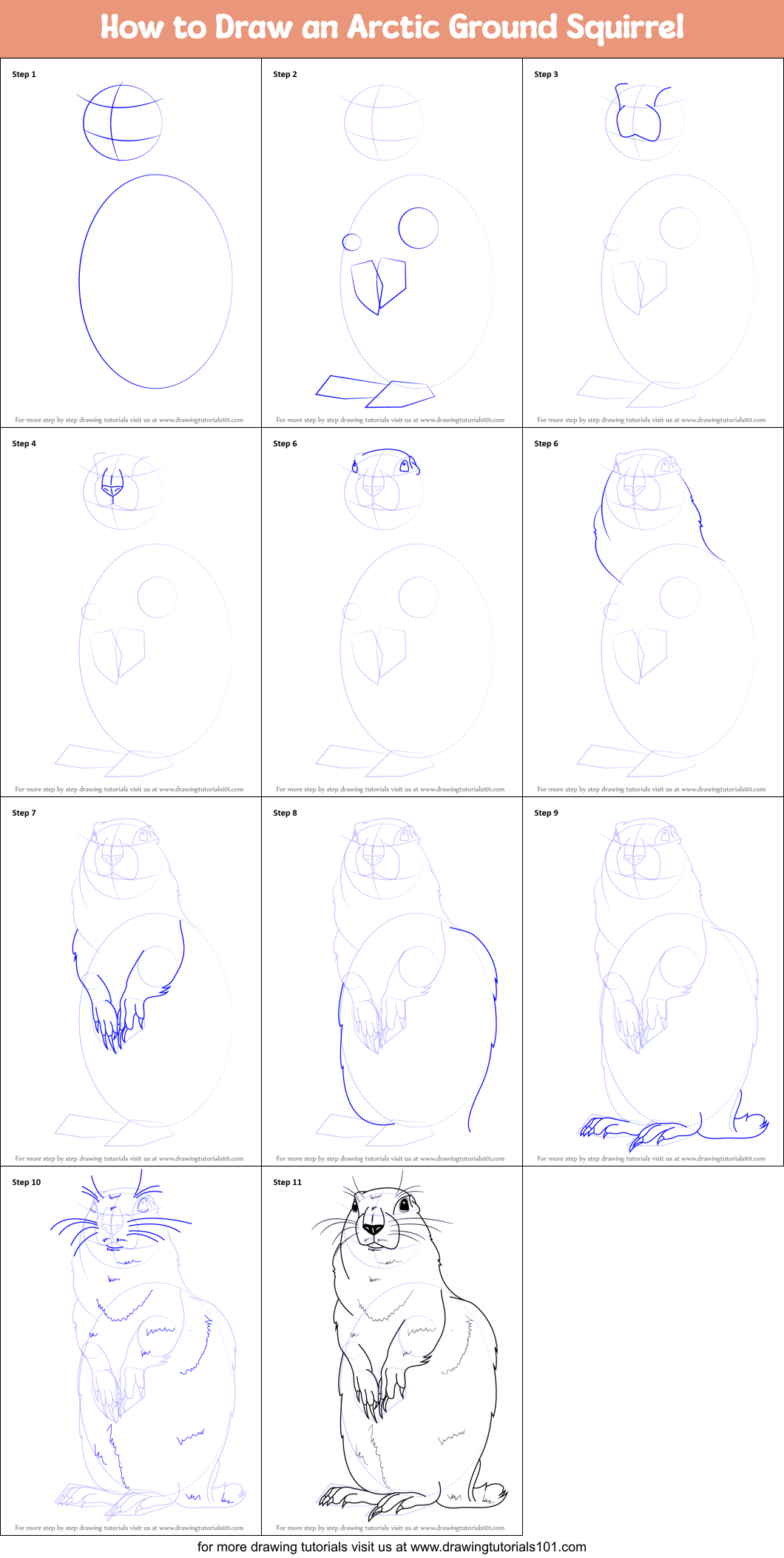 How to Draw an Arctic Ground Squirrel Printable Step by Step