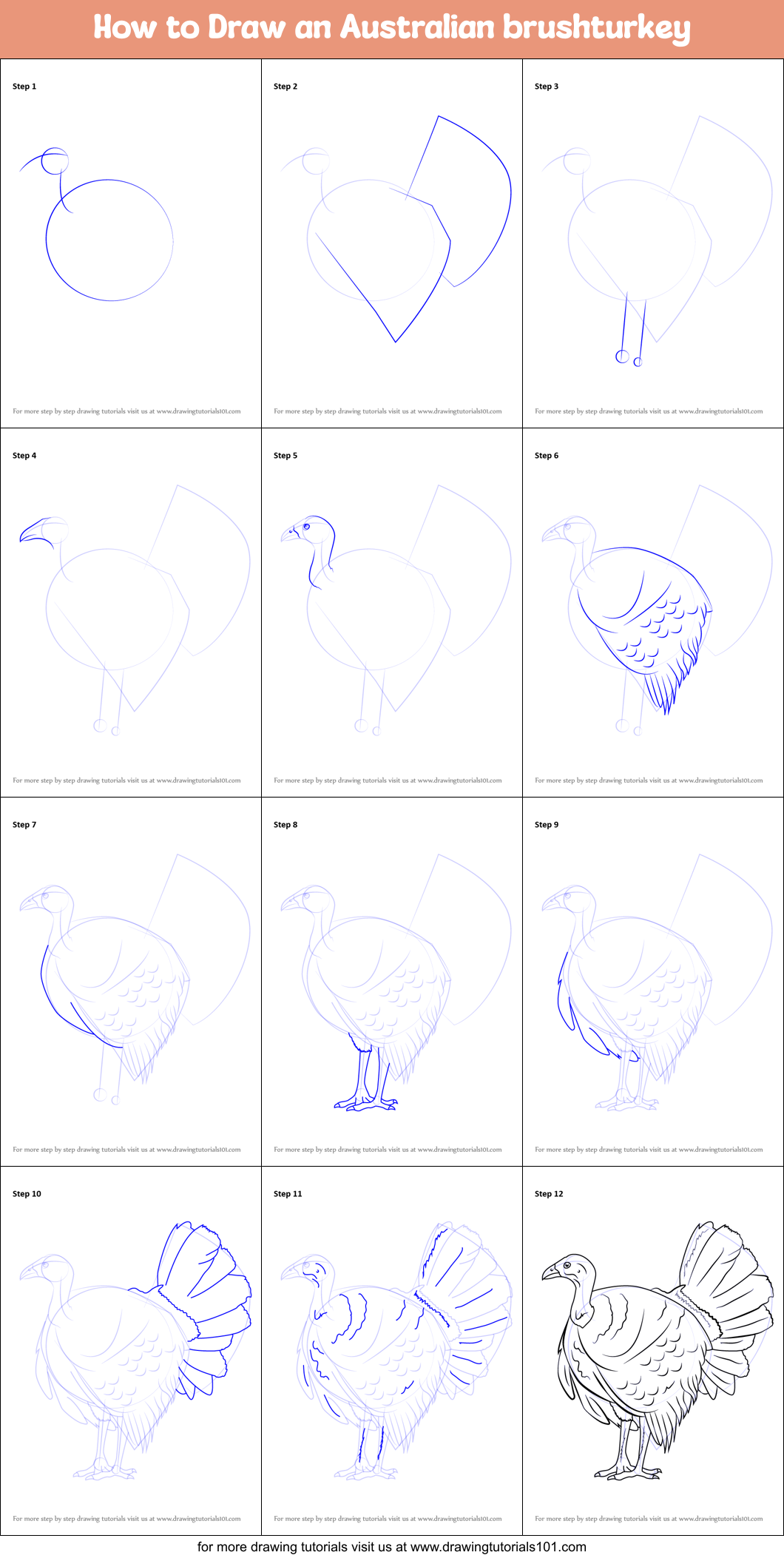 How to Draw an Australian brushturkey Printable Step by Step