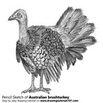 How to Draw an Australian brushturkey