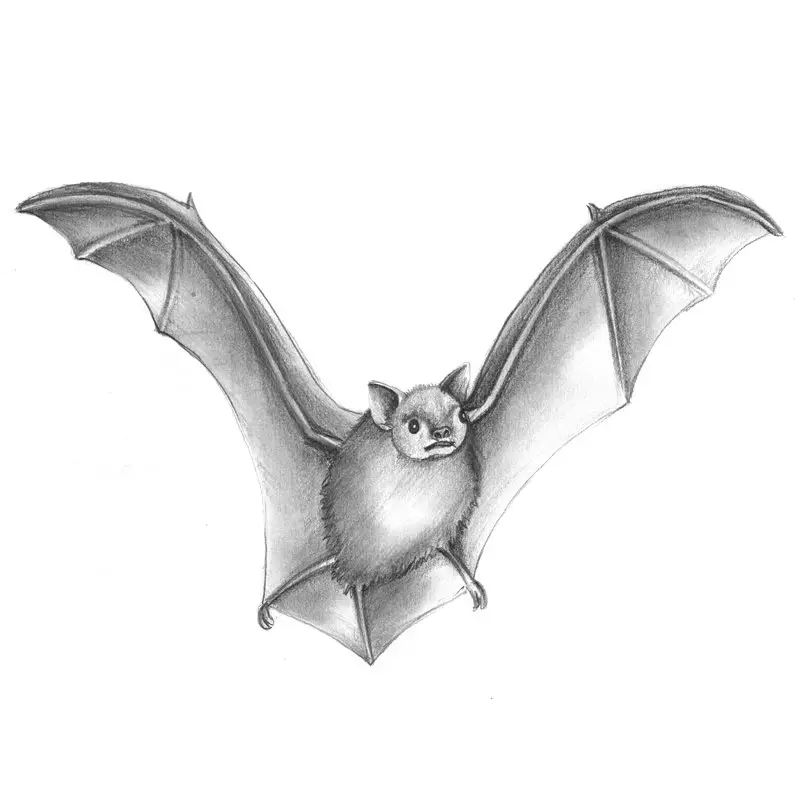 Bat Pencil Drawing
