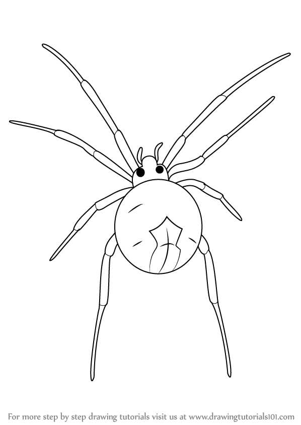 How To Draw A Widow Spider Other Animals Step By Step