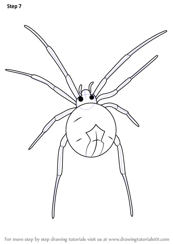Learn How to Draw a Widow Spider (Other Animals) Step by Step : Drawing