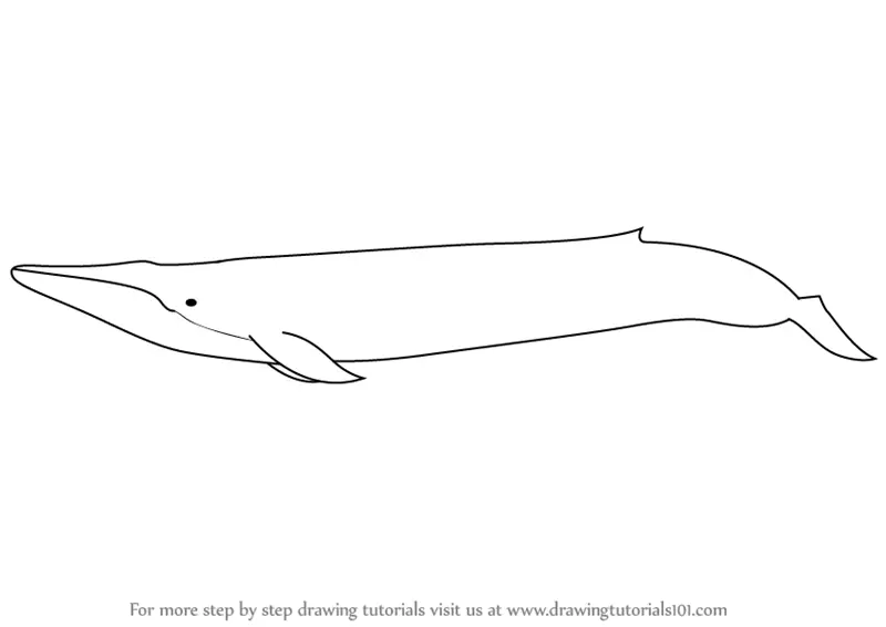 How to Draw a Whale Step by Step (cartoon style) - Easy Peasy and Fun