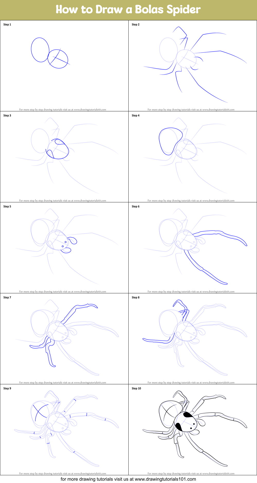 How to Draw a Bolas Spider Printable Step by Step