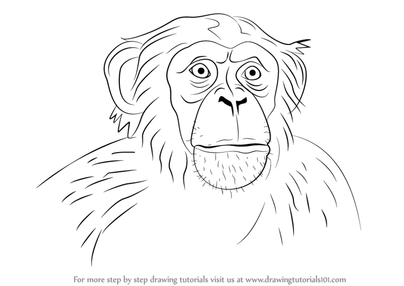 Learn How to Draw Chimpanzee Face (Other Animals) Step by Step