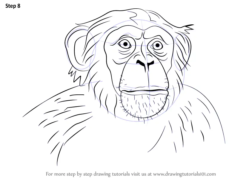 Step by Step How to Draw Chimpanzee Face : DrawingTutorials101.com