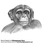 How to Draw Chimpanzee Face