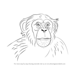 How to Draw Chimpanzee Face