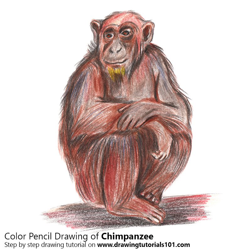 How to Draw a Chimpanzee by Color Pencils