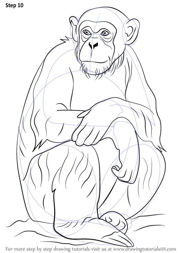 Step by Step How to Draw a Chimpanzee : DrawingTutorials101.com