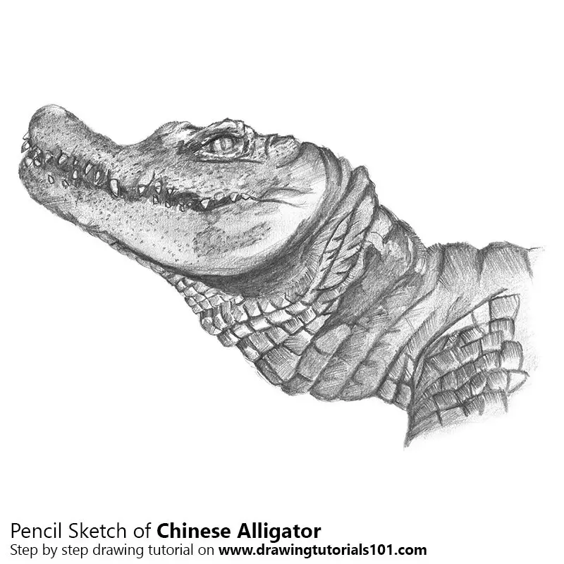 Pencil Sketch of Chinese Alligator - Pencil Drawing