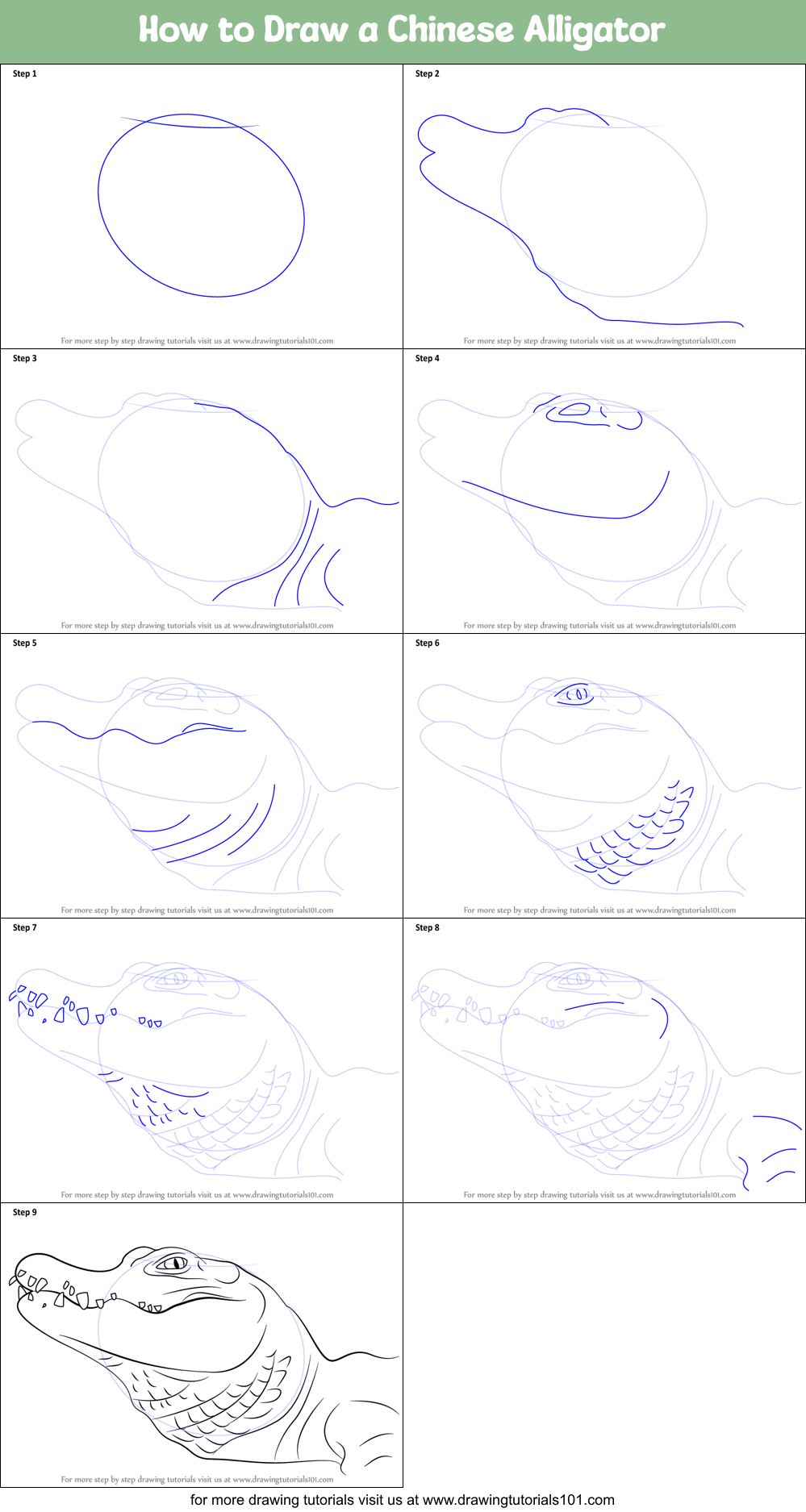 How to Draw a Chinese Alligator Printable Step by Step