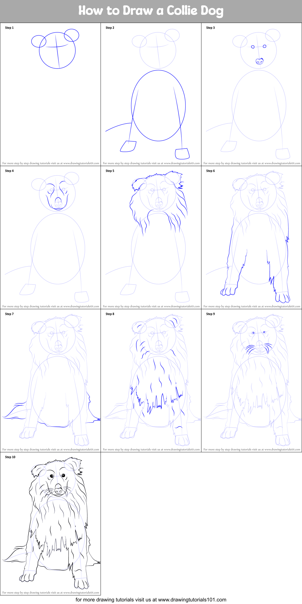 How to Draw a Collie Dog Printable Step by Step