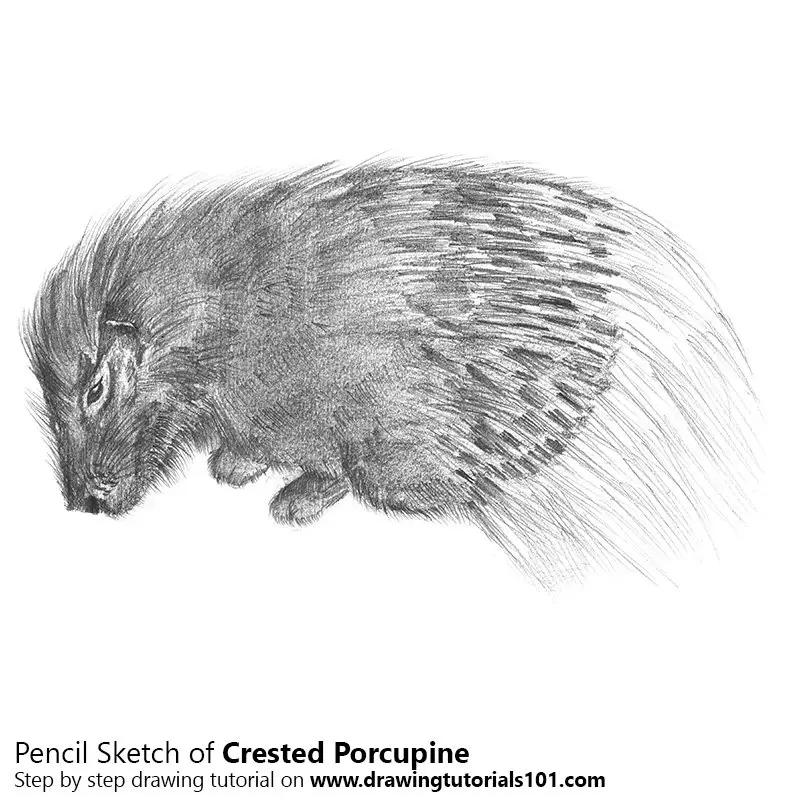 Pencil Sketch of Crested Porcupine - Pencil Drawing