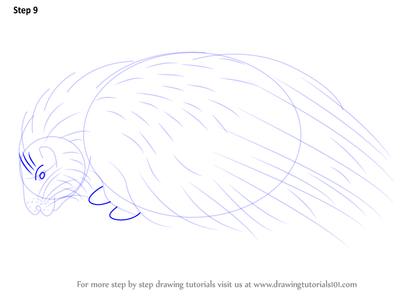 Download Step by Step How to Draw a Crested Porcupine : DrawingTutorials101.com