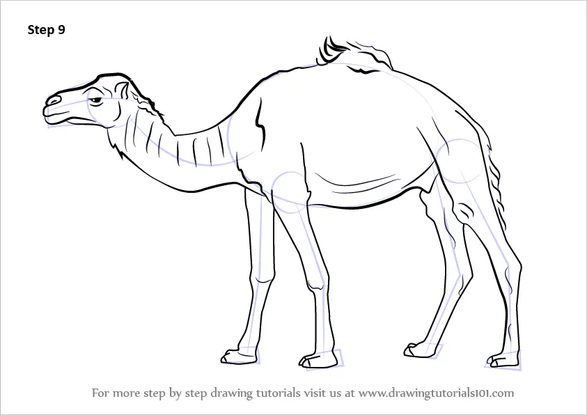Pencil Drawing Camel Desert Stock Illustration 1950663085  Shutterstock