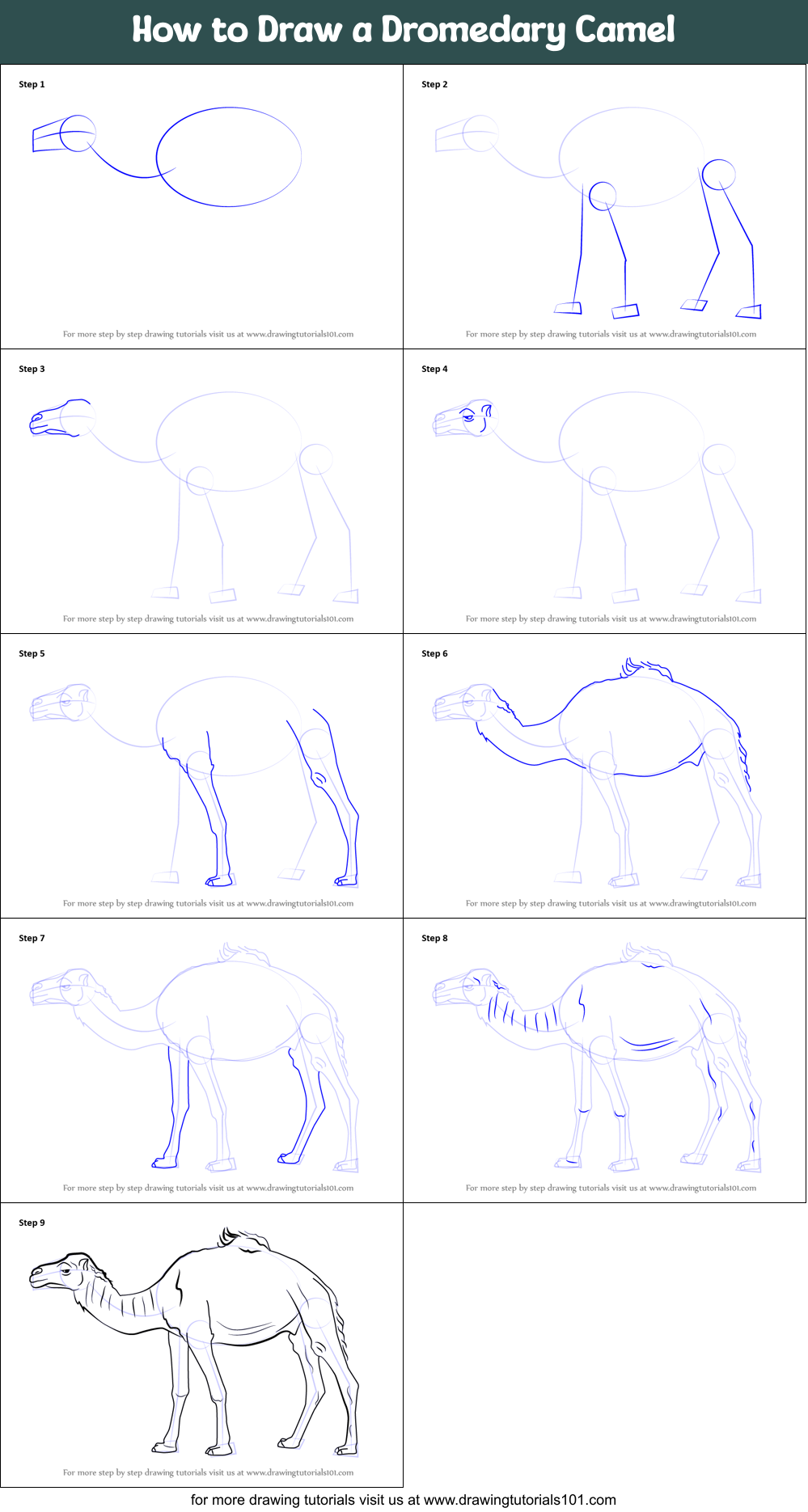 How to Draw a Dromedary Camel Printable Step by Step