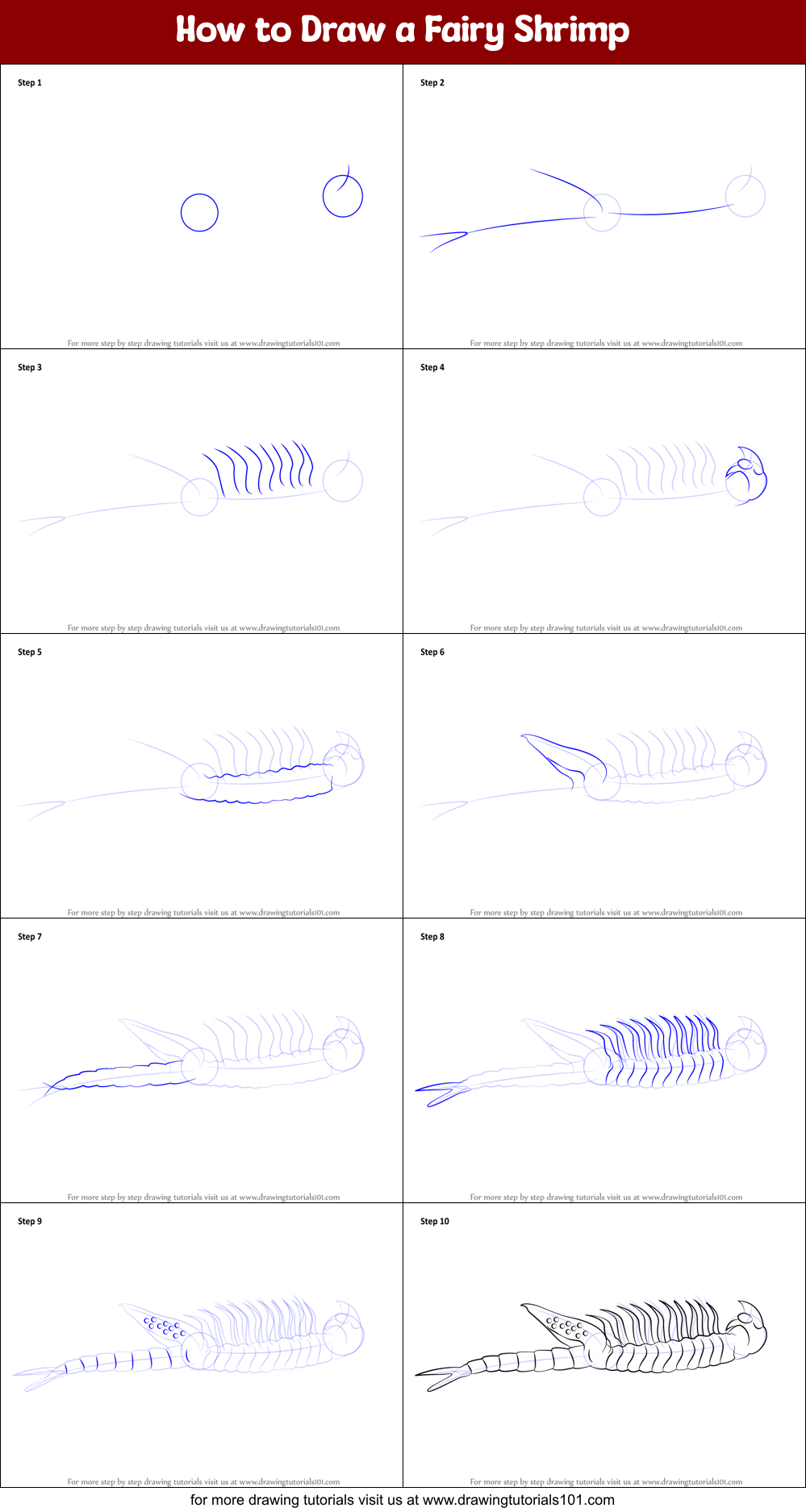 How to Draw a Fairy Shrimp Printable Step by Step